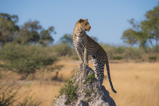 Africa wildlife. Panthera leopard, Panthera pardus, levhart, predator native Africa, Botswana. Wildlife, typical environment of leopard subspecies. On the rock. National park Moremi, Okavango, Kwai.
