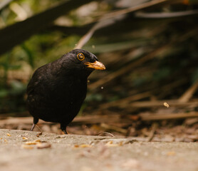 blackbird on the ground