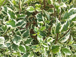 green leaves background