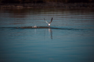 seagull in flight