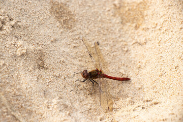 a beautiful red dragonfly on the sand in Rømø Denmark