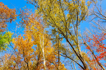 Low angle looking up at trees and fall foliage in Cades Cove at Great Smoky Mountains National Park in Tennessee