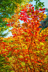 Hyrcanian Forests (Chenar Bon). The Hyrcanian forests are a zone of lush lowland and montane forests covering about 55,000 square kilometres near the shores of the Caspian Sea in Iran and Azerbaijan. 