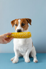 Female hands feeding corn to cute Jack Russell Terrier dog on blue pastel background. Corn as a product that dogs can eat. Dog food concept