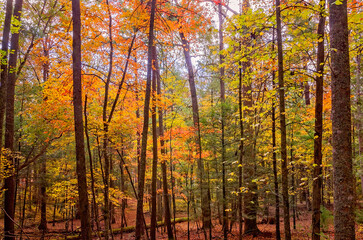 Fall foliage in Cades Cove at Great Smoky Mountains National Park in Tennessee