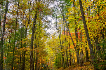 Fall foliage in Cades Cove at Great Smoky Mountains National Park in Tennessee