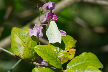 Common brimstone butterfly (Gonepteryx rhamni) sitting on a pink flower in Zurich, Switzerland