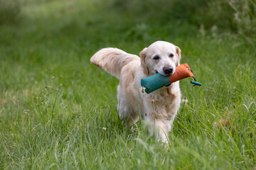Golden Retriever with a dummy in its mouth