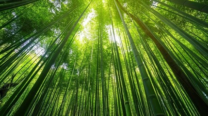 Fototapeta premium beautiful green bamboo forest
