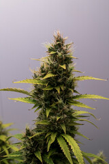 Cannabis Hanf Pflanze mit Blüten kurz vor der Ernte