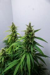 Cannabis Hanf Pflanze mit Blüten kurz vor der Ernte
