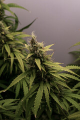 Cannabis Hanf Pflanze mit Blüten kurz vor der Ernte
