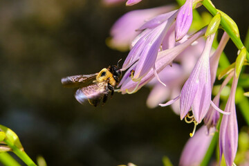 Naklejka premium Eastern carpenter bee and purple flowers