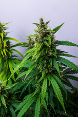 Cannabis Hanf Pflanze mit Blüten kurz vor der Ernte