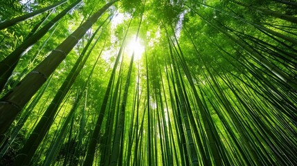 beautiful green bamboo forest
