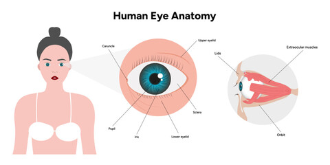 Fototapeta premium Human Eye Anatomy, medical diagram, Structure of human eye