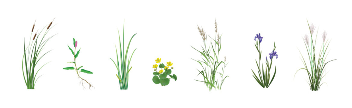 Cattail, Persicaria Amphibia, Calamus Variegata, Marsh Marigold, Cane (reeds), Blue Marsh Iris, Miscanthus Zebrinus. Coastal and floating marsh (pond) plants realistic drawings on a white background.