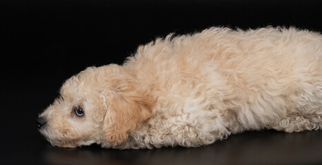 Thinking poodle puppy dog