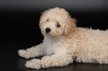 Cute poodle puppy dog