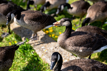Ducks in the Hainault Forest Country Park