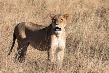 A majestic lioness walks through the tall grass in search of prey.