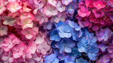 Fototapeta premium A stunning collection of pastel-hued hydrangea flowers in shades of pink, blue, and violet, creating a vibrant display of natural beauty and floral elegance.