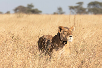 A wild lioness with a tracker device attached to her neck roams the Serengeti plains in Tanzania.