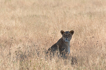 A lioness takes a rest under a bit of shade.
