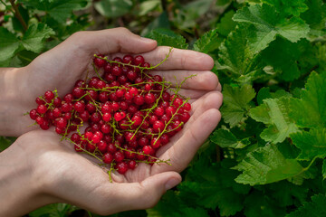 Red Ribes