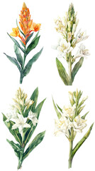 Watercolor Tuberose Polianthes flower on white background