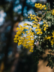 Yellow wattle