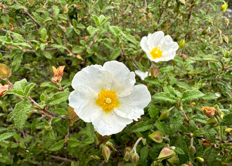 Spring blossom grey-leaved cistus (lat.- Cistus albidus)