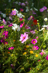 Obraz premium A vibrant garden scene featuring a variety of wildflowers in bloom. The image showcases an array of colorful flowers, predominantly pink and white, amidst lush green foliage
