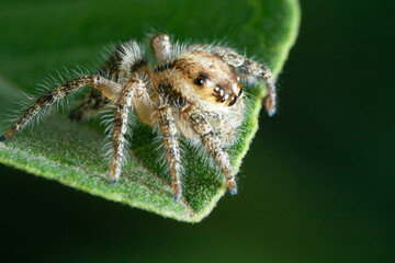 Close up image of jumping spider Hyllus diardi on the leaf with bokeh background, macro photography. Little animal world.