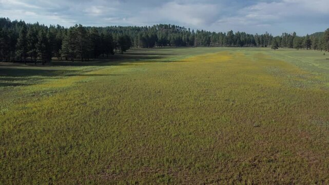 Aerial of a forest meadow with paches of yellow flowers