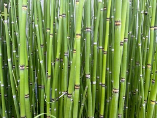 Fototapeta premium green bamboo forest