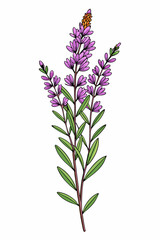 beautiful colorful illustration of heather  flower