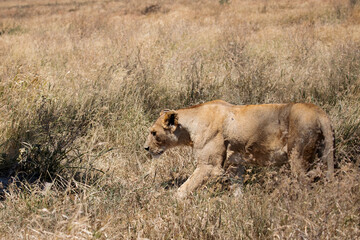 A lioness stalking prey in the Serengeti plains of Tanzania.