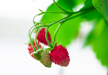 Macro close up of red rape alpine strawberries on the bush.