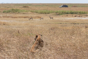 A lioness stalking prey in the Serengeti plains of Tanzania.
