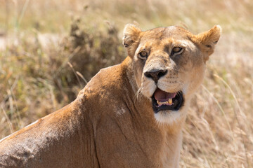 Close up of a wild lioness in Serengeti National Park, Tanzania.