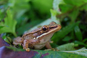 Cover the frog's face. Frog on a leaf. Frog eyes