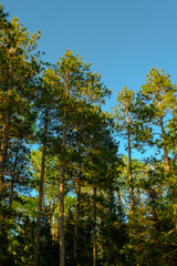 Fototapeta premium Treetops