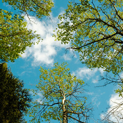 Tree Tops