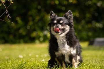 Happy dog in the garden