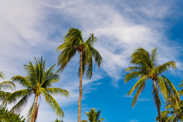 Exotic nature. Palm tree. Summer vacation in Miami south beach, Florida. Palm tree of California. Tropical beach in Miami. Tropical scene with sky and palm tree. Tropical summer vacation