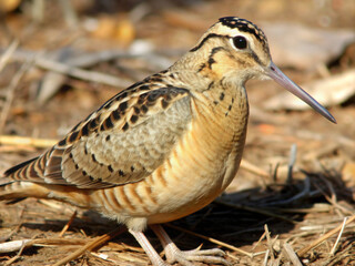 Fototapeta premium great crested grebe, wildlife, animal, wild, beak, brown, feather, quail, grass, feathers