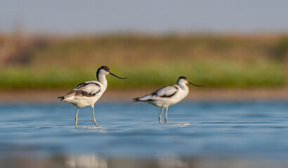 Pied Avocet (Recurvirostra avosetta) is a wetland bird found in suitable habitats in Asia, Europe,...