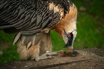 A bearded vulture holds a doe's hoof in its beak.