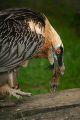 A bearded vulture holds a doe's hoof in its beak.